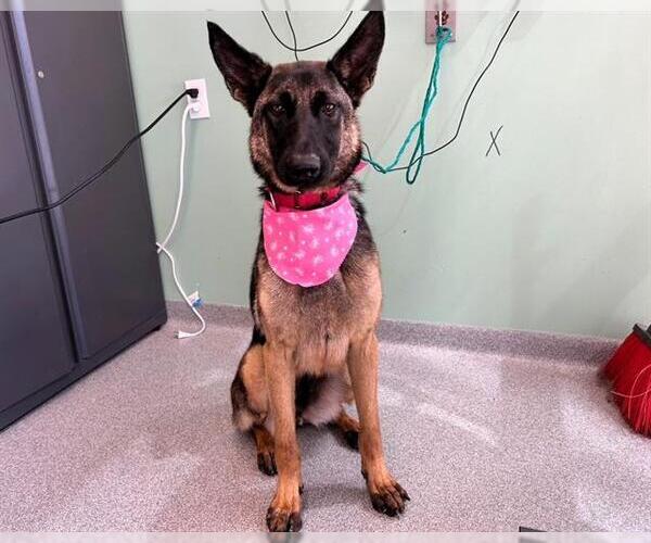 Medium Photo #2 German Shepherd Dog Puppy For Sale in Orange, CA, USA