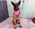 Small #1 German Shepherd Dog
