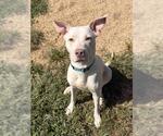 STELLA - Female Labrador Retriever-Unknown Mix Dog for Adoption - Small photo