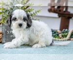 Small #2 Cavapoo
