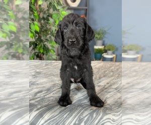 Labradoodle Puppy for sale in GREENWOOD, IN, USA