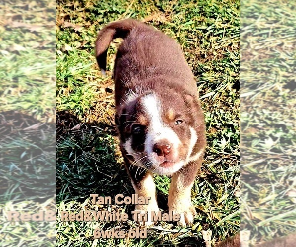 Medium Photo #72 Border Collie Puppy For Sale in BYBEE, TN, USA