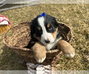 Medium Bernese Mountain Dog