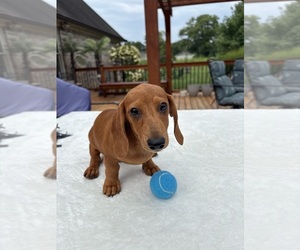Dachshund Puppy for Sale in GREENFIELD, Indiana USA
