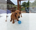 Small Dachshund