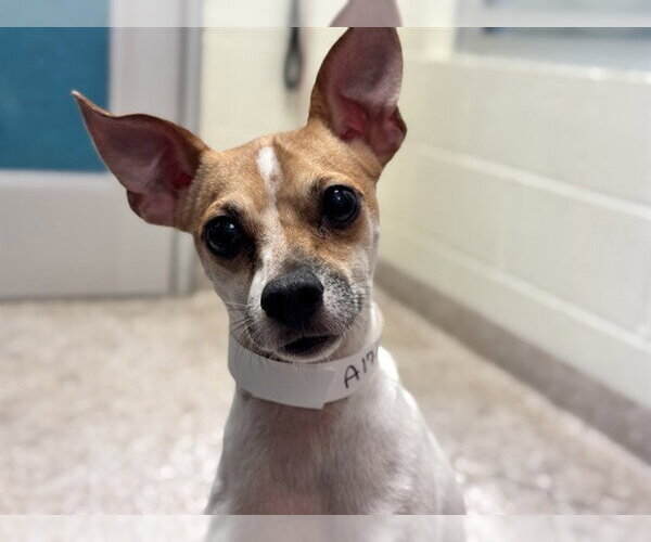 Medium Photo #1 Italian Greyhound-Unknown Mix Puppy For Sale in Pueblo, CO, USA