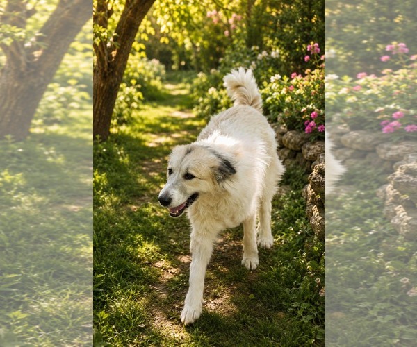 Medium Photo #2 Great Pyrenees-Unknown Mix Puppy For Sale in Thomasville, NC, USA