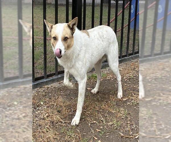 Medium Photo #3 Mutt Puppy For Sale in Riverside, CA, USA