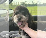 Small #1 Bernedoodle