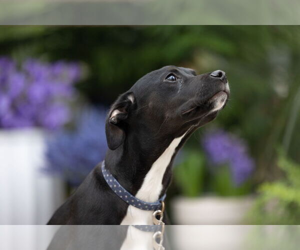 Medium Photo #18 Mutt Puppy For Sale in Brooklyn Center, MN, USA