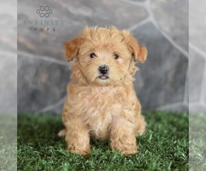Maltipoo Puppy for sale in MILL HALL, PA, USA