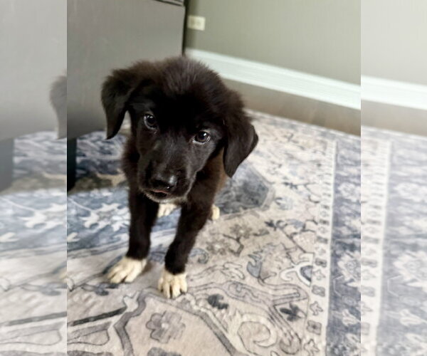 Medium Photo #2 Australian Shepherd-Unknown Mix Puppy For Sale in Plainfield, IL, USA