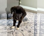 Small #1 Australian Shepherd Mix