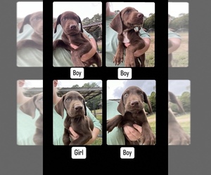 German Shorthaired Lab Puppy for sale in OAKBORO, NC, USA