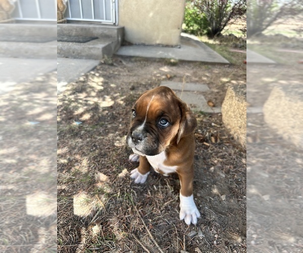 Medium Photo #8 Boxer Puppy For Sale in ESPANOLA, NM, USA