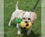 Small #10 Shih Tzu