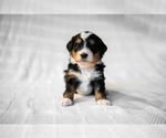 Small Photo #1 Miniature Bernedoodle Puppy For Sale in TRUCKEE, CA, USA