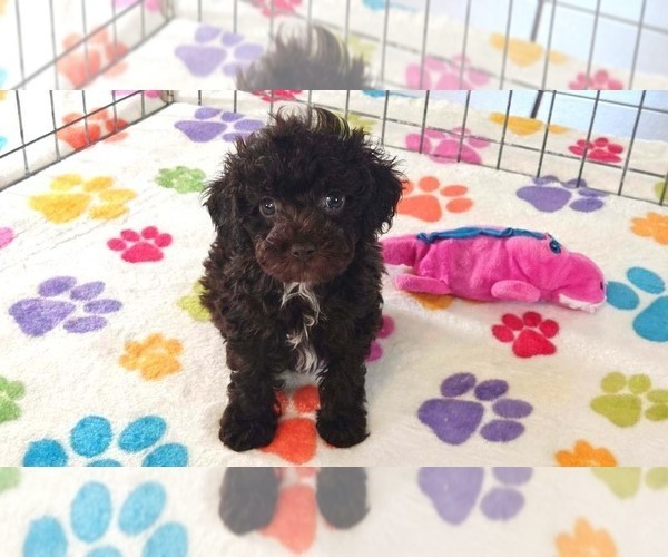 Medium Photo #2 Cockapoo (Toy)-Poodle (Toy) Mix Puppy For Sale in ORO VALLEY, AZ, USA