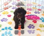 Dexter - Male Cockapoo (Toy)-Poodle (Toy) Mix Puppy for Sale - Photo #2