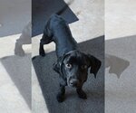 Small Photo #2 Labrador Retriever-Unknown Mix Puppy For Sale in Coldwater, MI, USA