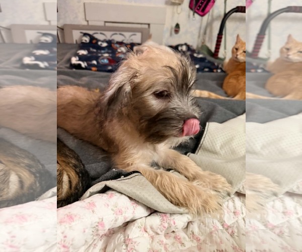 Medium Photo #3 Chi-Poo (Standart) Puppy For Sale in Visalia, CA, USA