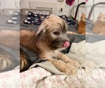 Small #2 Chi-Poo (Standart)