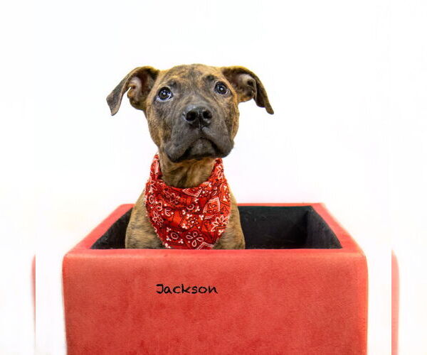 Medium Photo #3 Plott Hound-Unknown Mix Puppy For Sale in Hot Springs Village, AR, USA