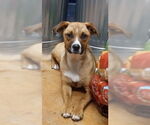Small #17 Australian Shepherd-Boxer Mix