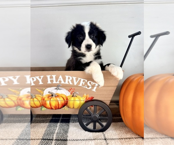 Medium Photo #5 Border Collie Puppy For Sale in GREENFIELD, IN, USA