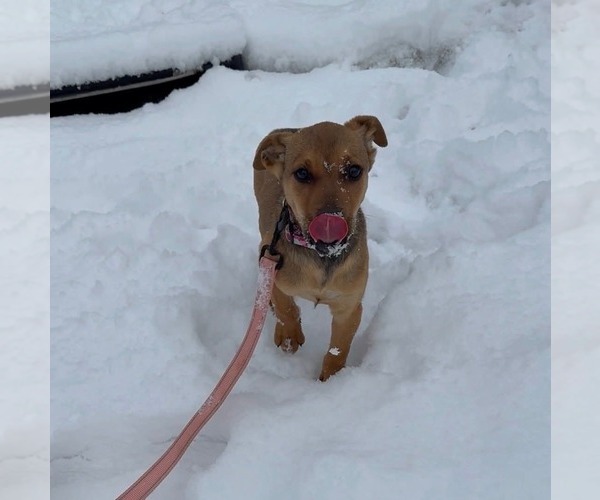 Medium Photo #1 Mutt Puppy For Sale in Uwchlan, PA, USA