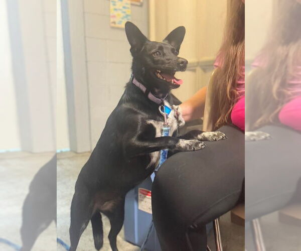 Medium Photo #2 Australian Kelpie-Unknown Mix Puppy For Sale in Mukwonago, WI, USA