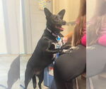 Small #1 Australian Kelpie Mix
