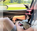 Small #2 Chihuahua