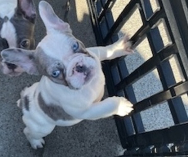 Medium Photo #10 French Bulldog Puppy For Sale in ANTIOCH, CA, USA