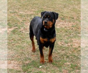 Mother of the Rottweiler puppies born on 02/03/2021