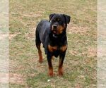 Small Photo #1 Rottweiler Puppy For Sale in EAST EARL, PA, USA