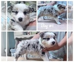 Puppy Tri blue Border Collie