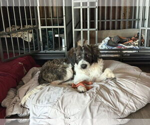 German Wirehaired Pointer-Poodle (Standard) Mix Dogs for adoption in Cave Creek, AZ, USA