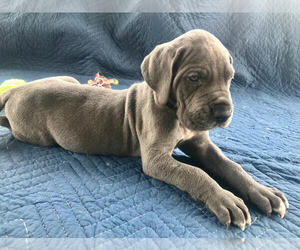 Great Dane Puppy for sale in ZACHARY, LA, USA