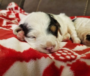 Bernedoodle (Miniature) Puppy for Sale in LEETONIA, Ohio USA