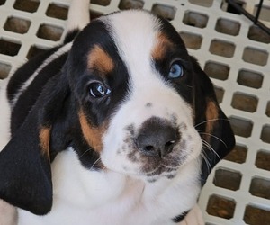 Basset Hound Puppy for Sale in FRANKFORT, Kansas USA