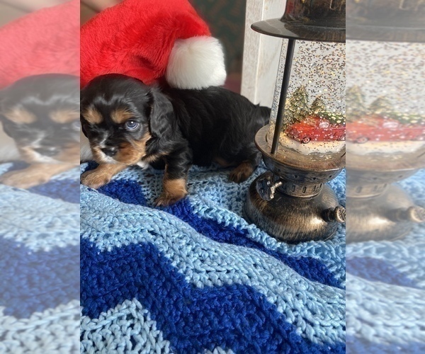 Medium Photo #14 Cavalier King Charles Spaniel Puppy For Sale in FREDERICKSBRG, PA, USA