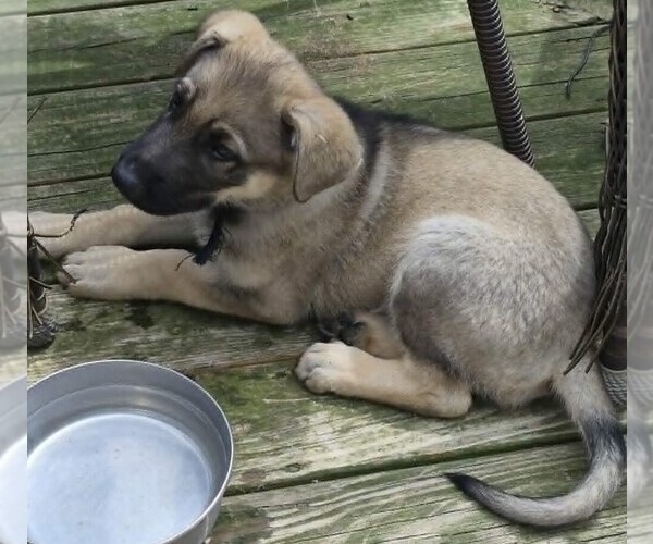 Medium Photo #14 German Shepherd Dog Puppy For Sale in WYTHEVILLE, VA, USA