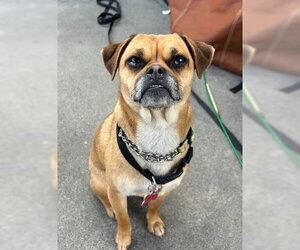 Puggle Dogs for adoption in San Diego, CA, USA