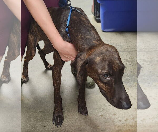 Medium Photo #4 Plott Hound-Unknown Mix Puppy For Sale in North Myrtle Beach, SC, USA