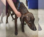 Small #3 Plott Hound Mix