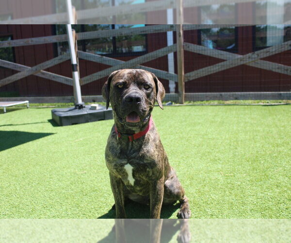 Medium Photo #4 Mutt Puppy For Sale in Chestertown, MD, USA