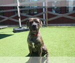 Small #3 Mutt
