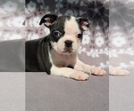 Small Photo #2 Boston Terrier Puppy For Sale in MARTINSVILLE, IN, USA