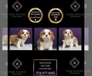 Cavalier King Charles Spaniel Puppy for sale in WARSAW, IN, USA